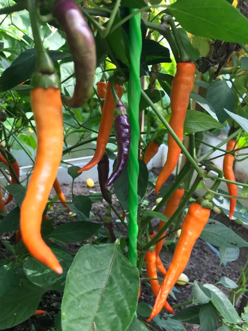 Сорт острого перца Buena Mulata - фото 3