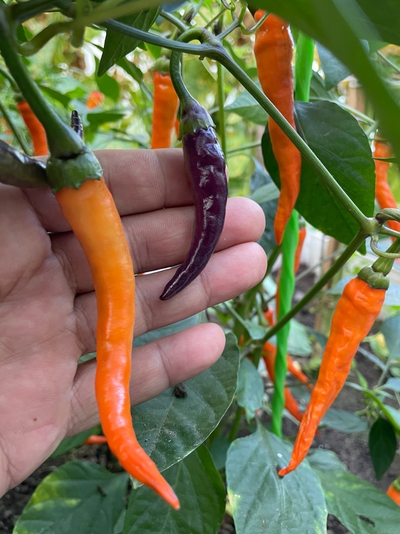 Плоды острого перца Buena Mulata - фото 4