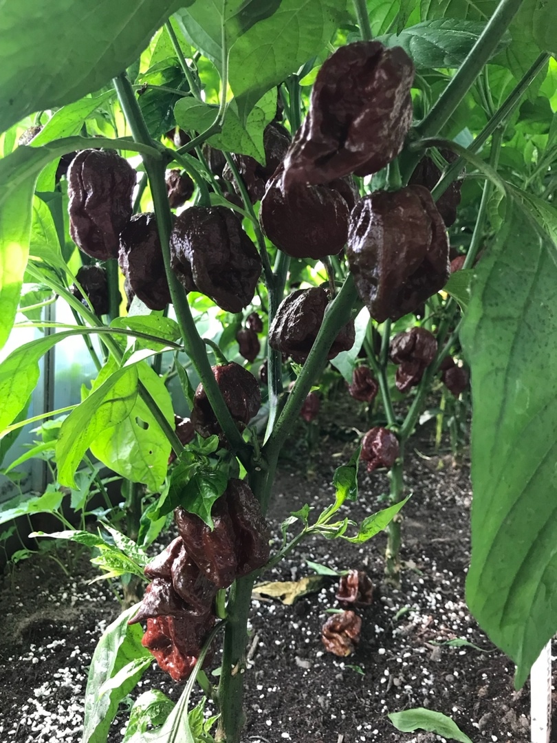 Выращивание острого перца Armageddon Chocolate - фото 2