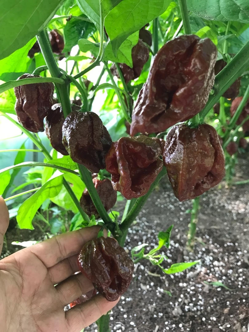 Сорт острого перца Armageddon Chocolate - фото 3