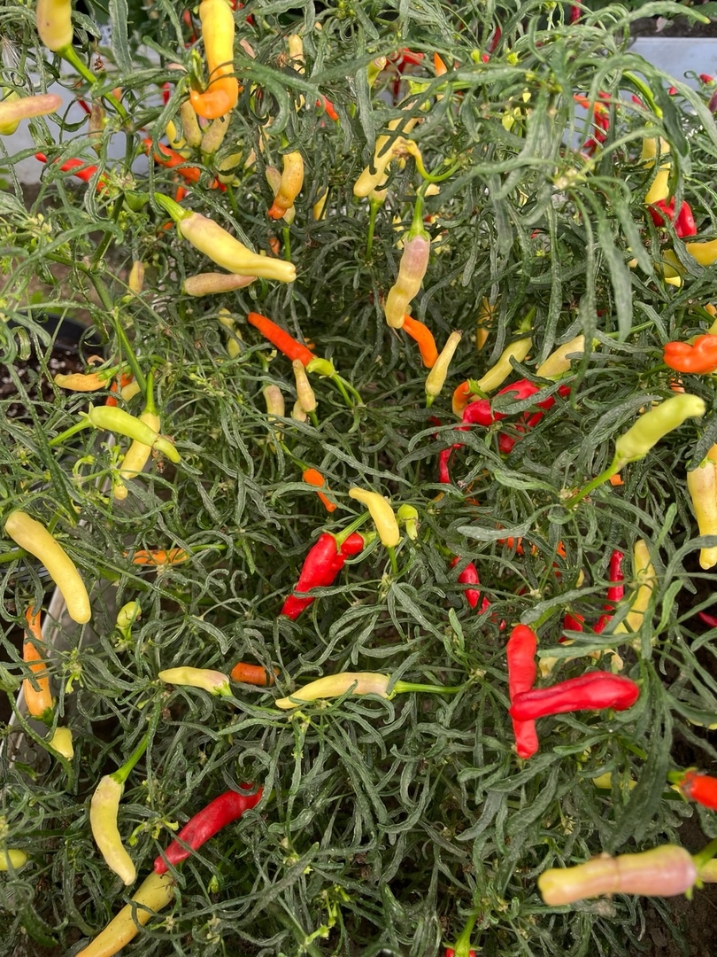 Семена острого перца Mutant AFD (April Fool's Day)