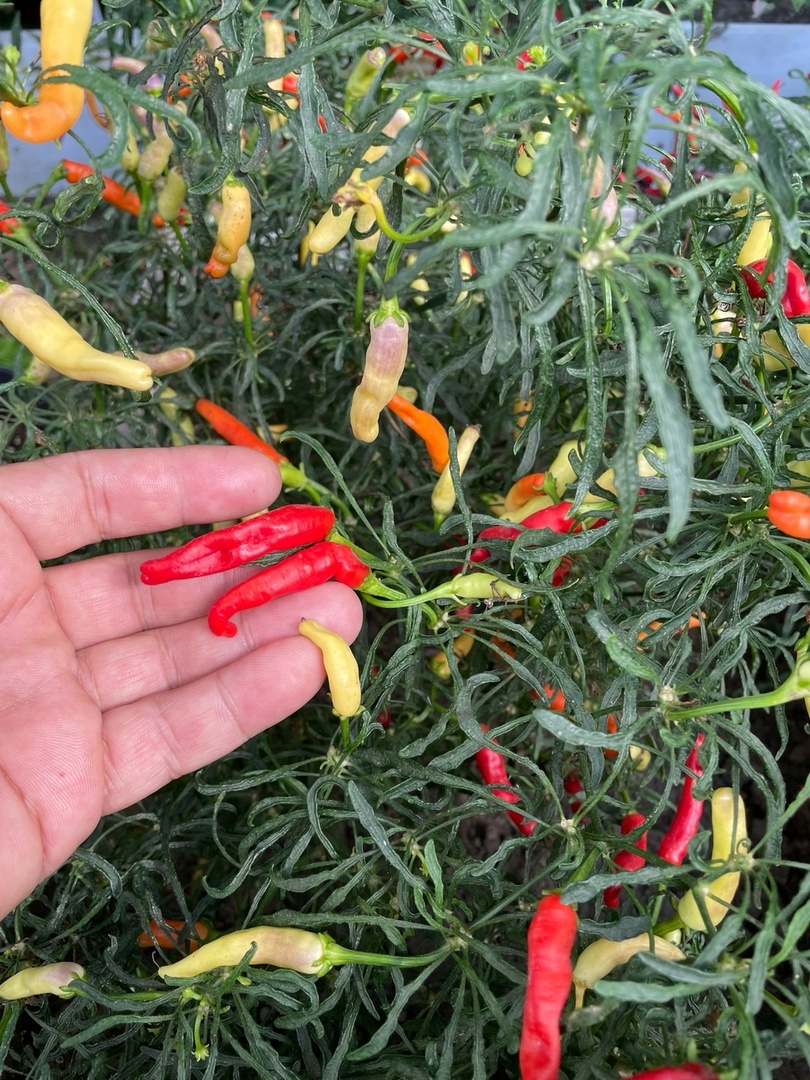 Выращивание острого перца Mutant AFD (April Fool's Day) - фото 2