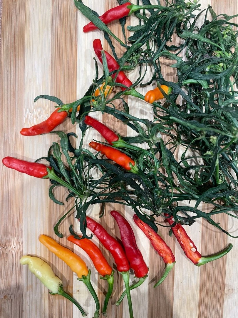 Сорт острого перца Mutant AFD (April Fool's Day) - фото 3