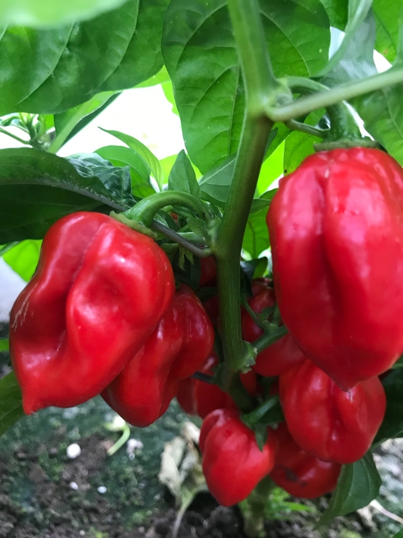 Семена острого перца Habanero Red