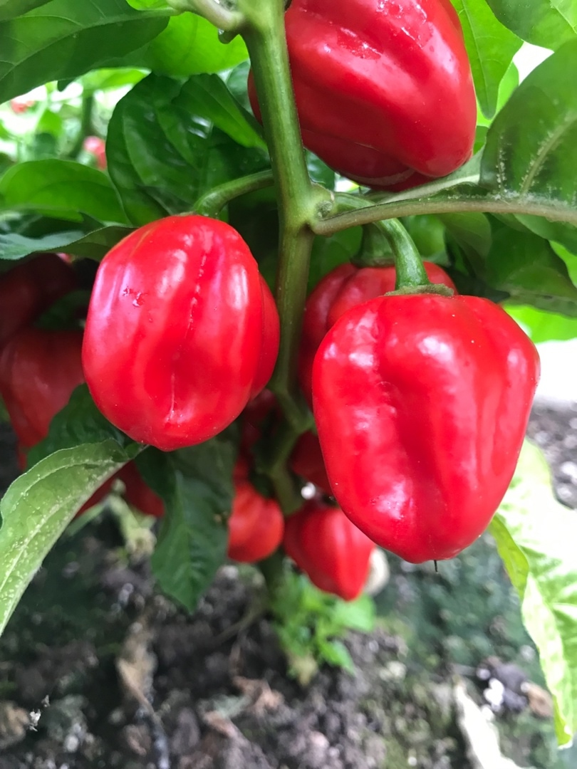 Выращивание острого перца Habanero Red - фото 2