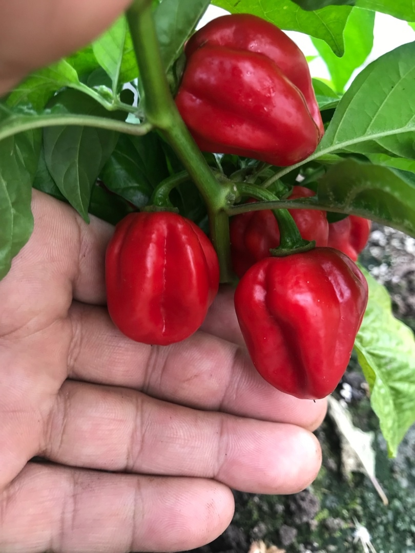 Сорт острого перца Habanero Red - фото 3