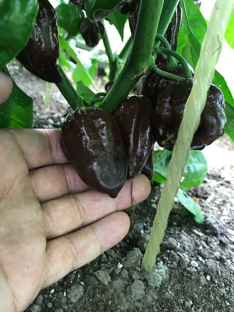 Семена острого перца Habanero Chocolate