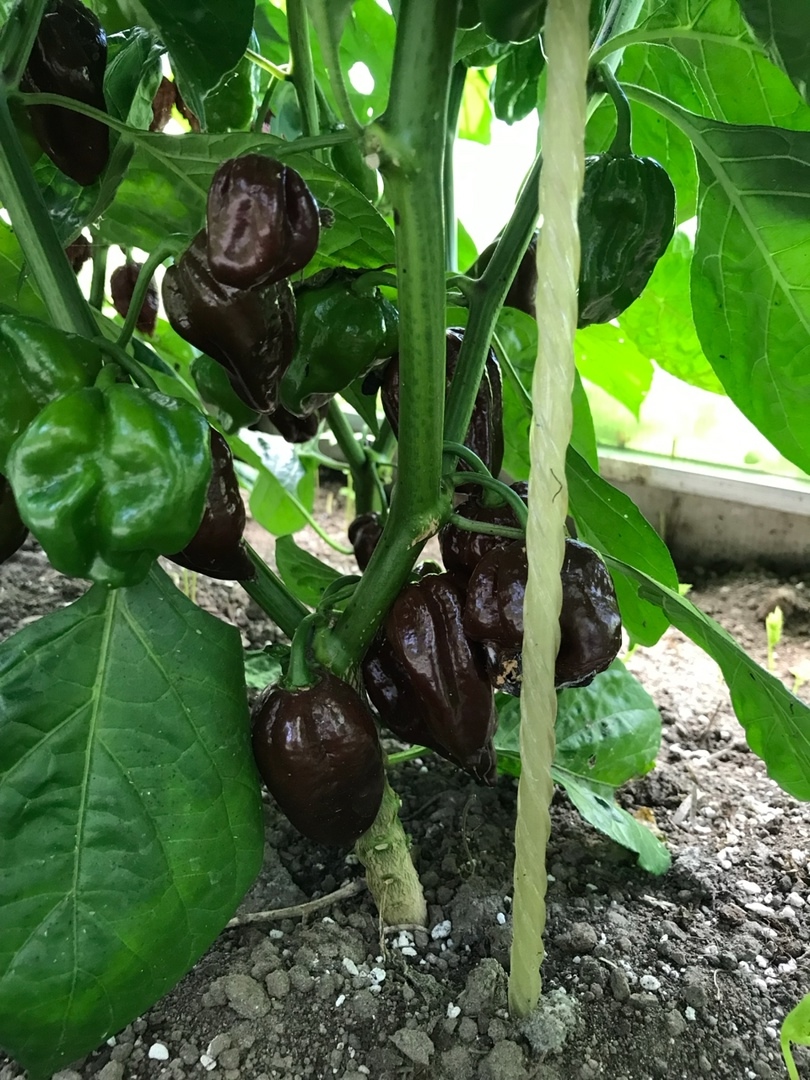 Выращивание острого перца Habanero Chocolate - фото 2