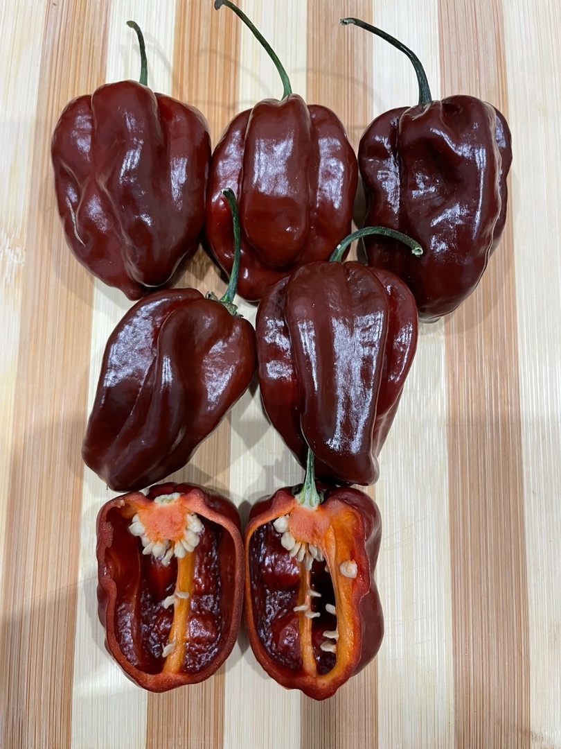 Сорт острого перца Habanero Chocolate - фото 3