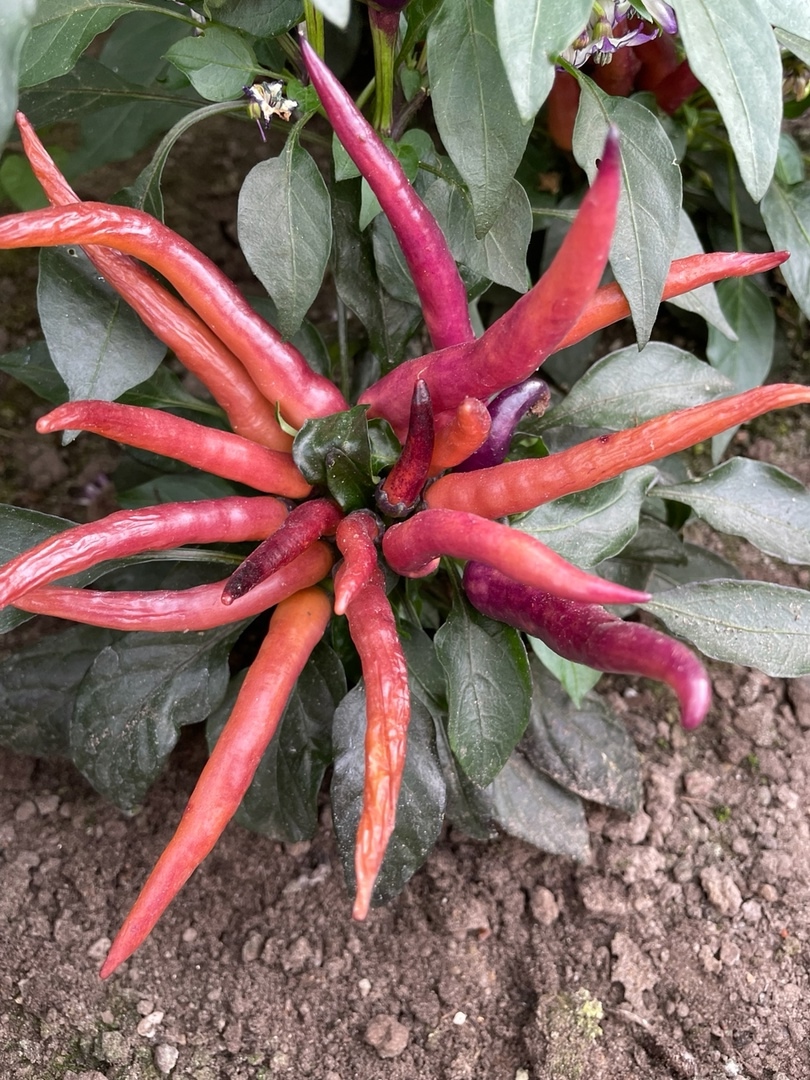 Семена острого перца Maya Purple Passion