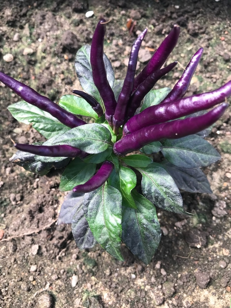 Выращивание острого перца Maya Purple Passion - фото 2