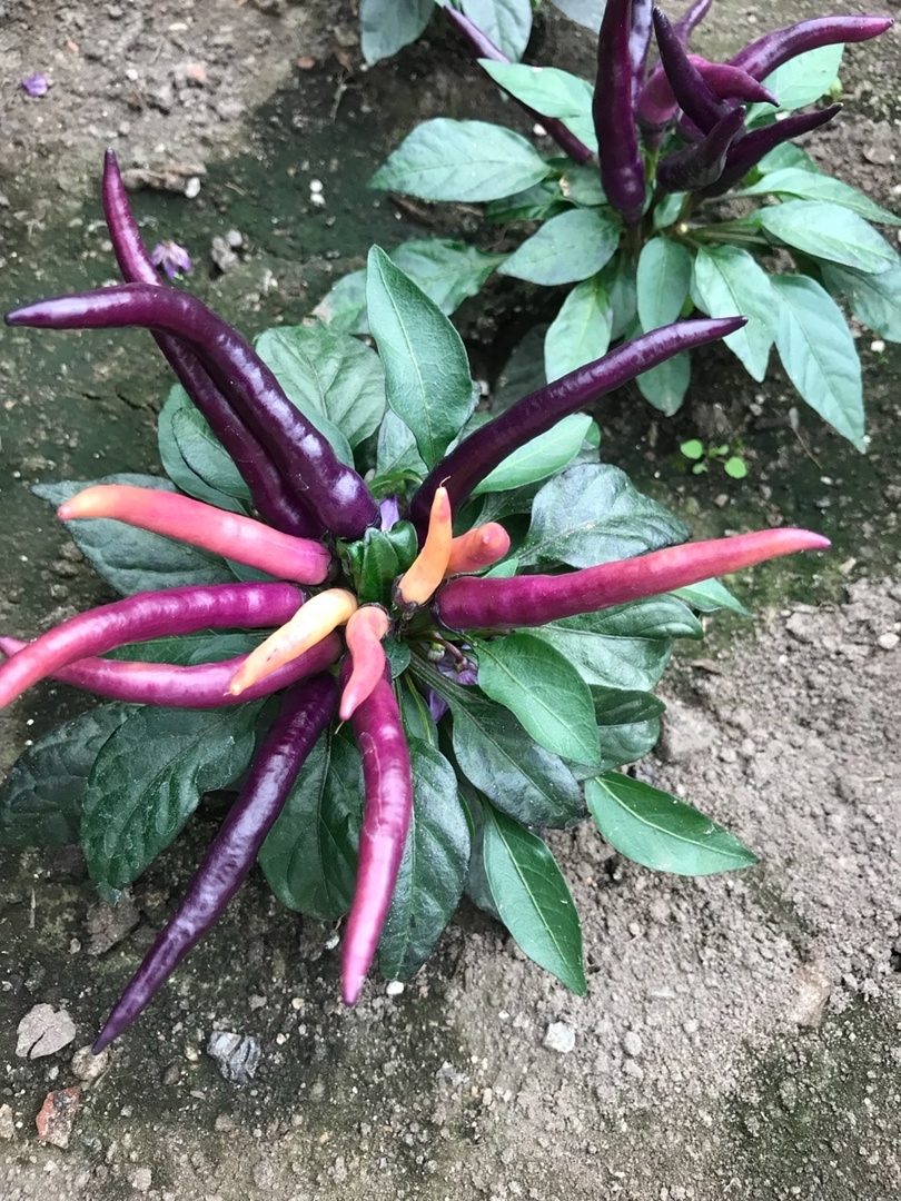 Сорт острого перца Maya Purple Passion - фото 3