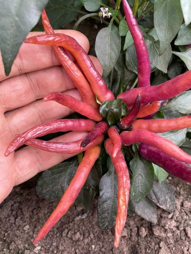 Плоды острого перца Maya Purple Passion - фото 4