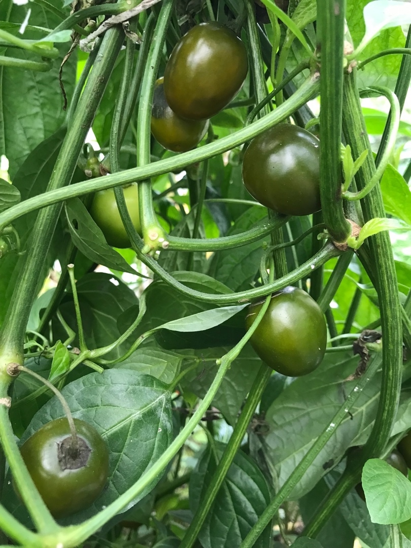 Выращивание острого перца Mini Olive Rocoto - фото 2