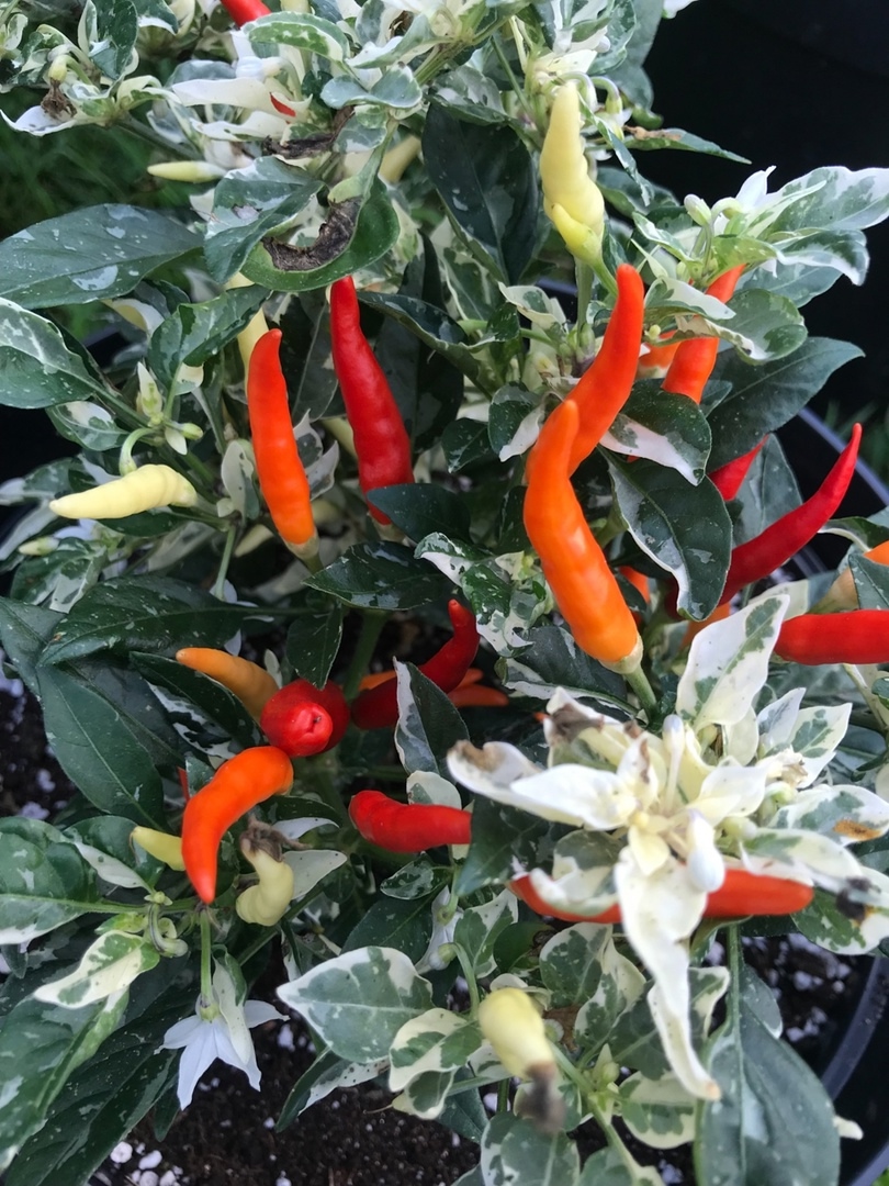 Семена острого перца Uchu Cream Red