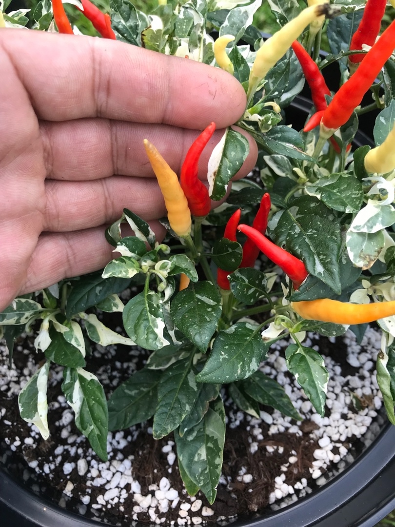 Выращивание острого перца Uchu Cream Red - фото 2