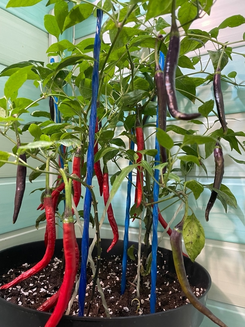 Семена острого перца Transylvanian Slim Jim