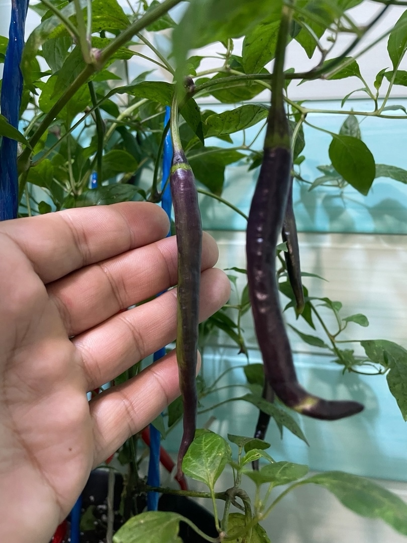 Выращивание острого перца Transylvanian Slim Jim - фото 2