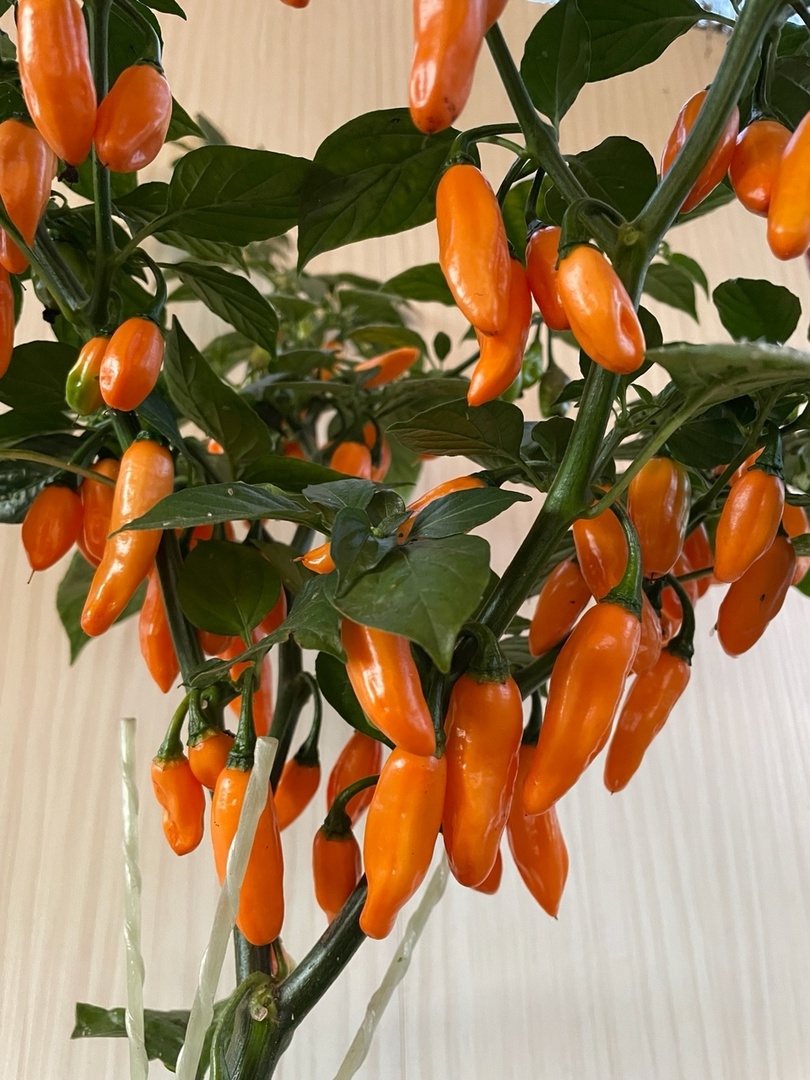 Семена острого перца Mako Kokoo Peach