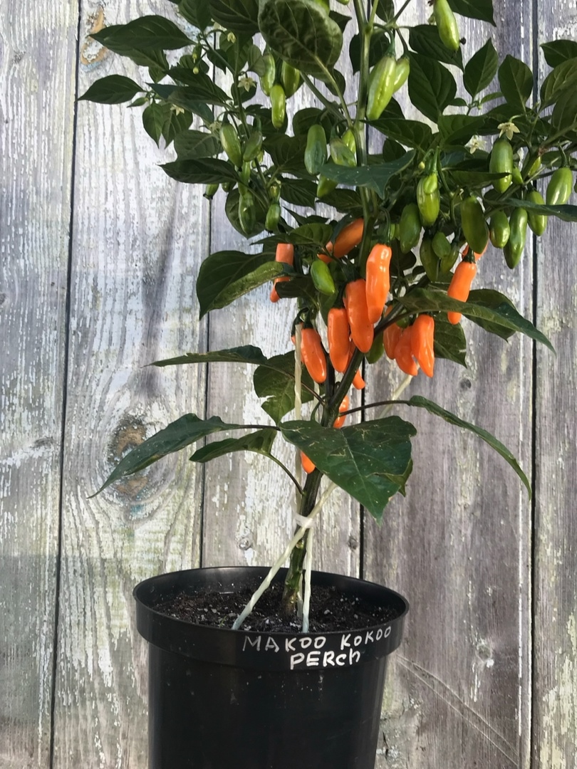 Выращивание острого перца Mako Kokoo Peach - фото 2