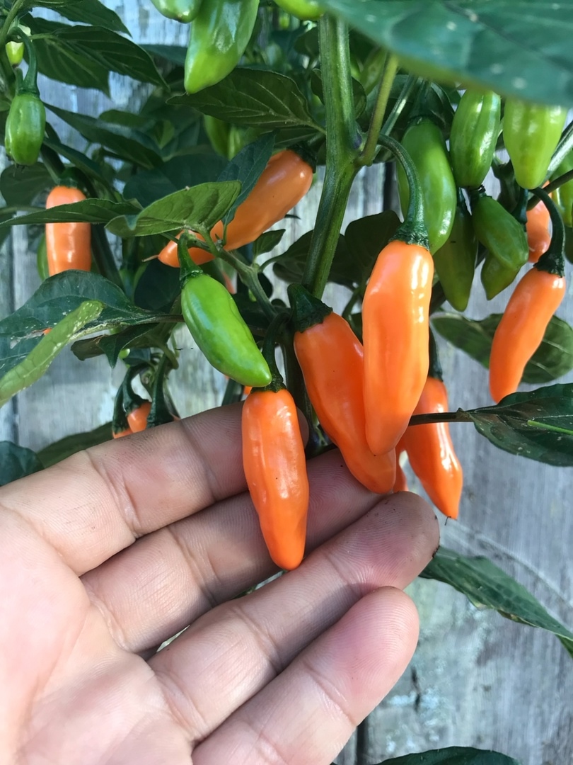 Сорт острого перца Mako Kokoo Peach - фото 3