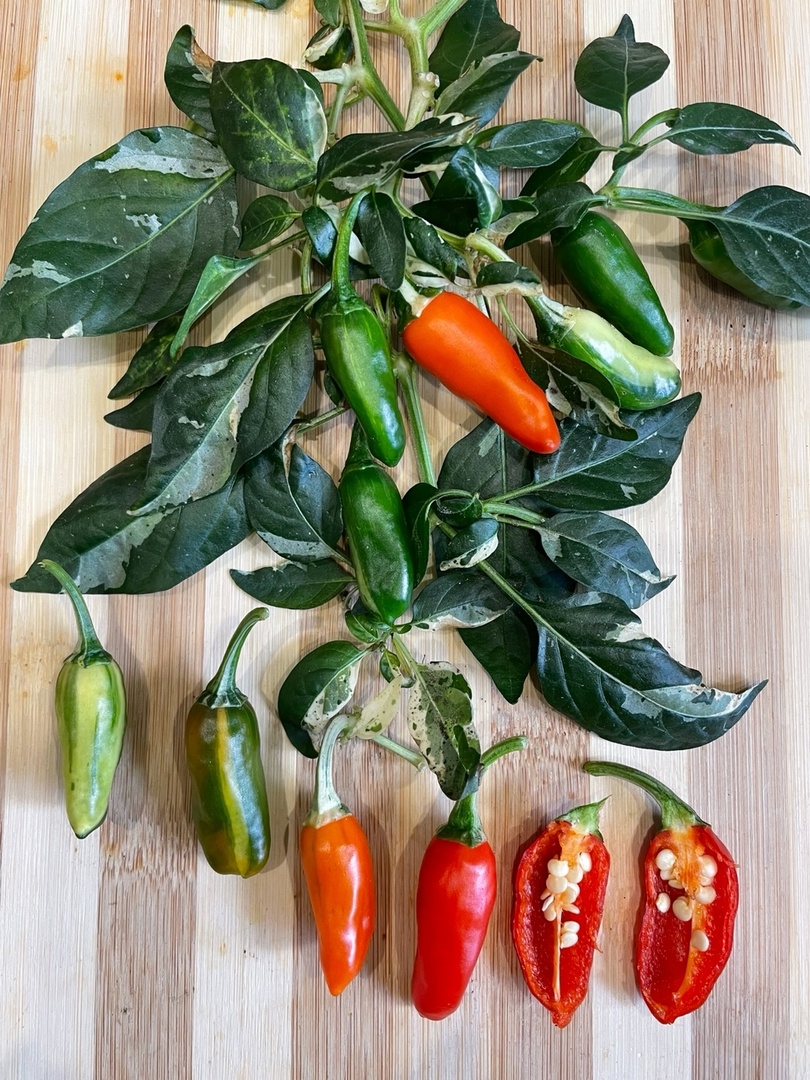 Семена острого перца Hot Fish