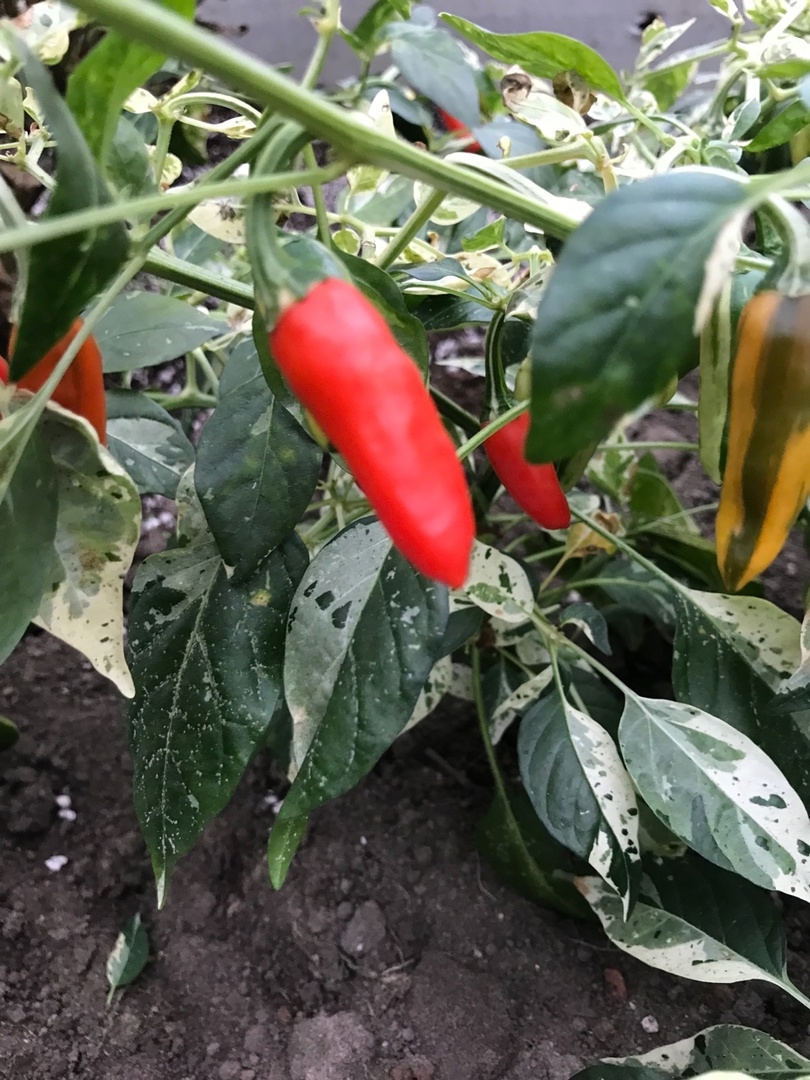 Выращивание острого перца Hot Fish - фото 2