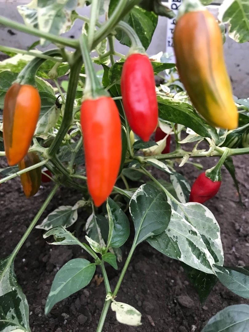 Сорт острого перца Hot Fish - фото 3