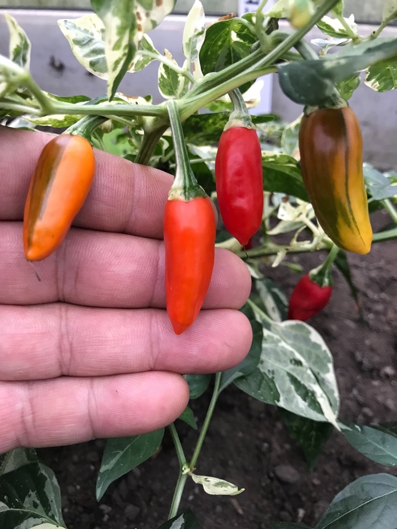 Плоды острого перца Hot Fish - фото 4