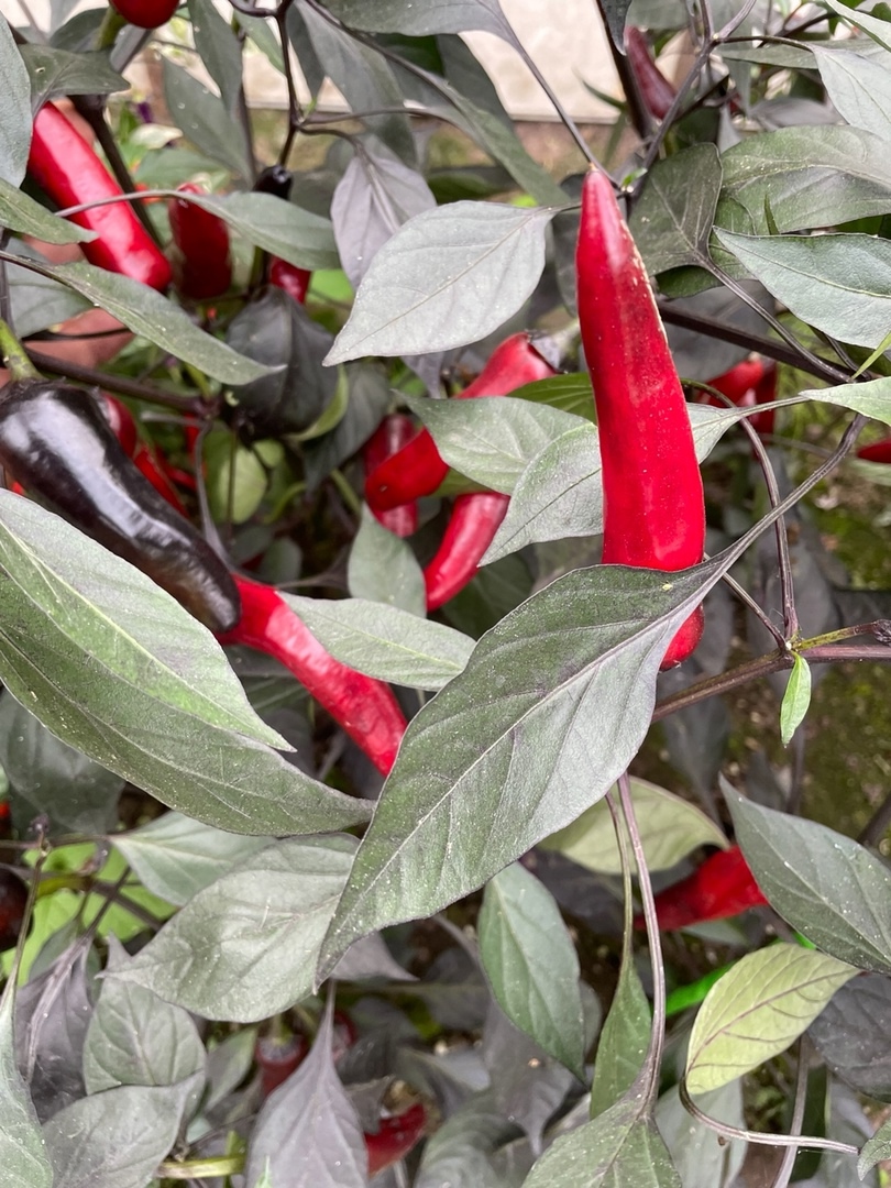 Выращивание острого перца Vampire - фото 2