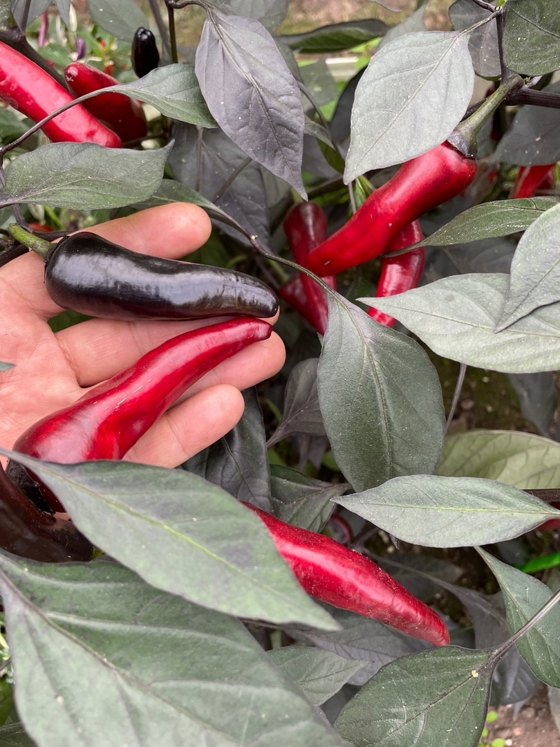 Сорт острого перца Vampire - фото 3