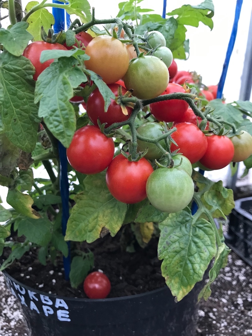 Семена томатов Клюква в сахаре