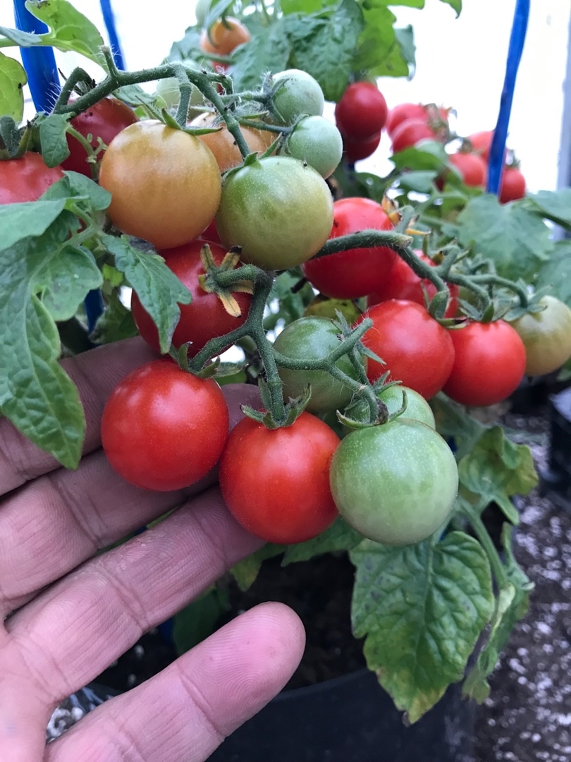 Выращивание томатов Клюква в сахаре - фото 2