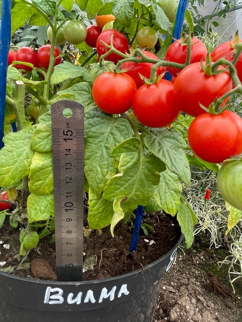 Семена томатов Вилма