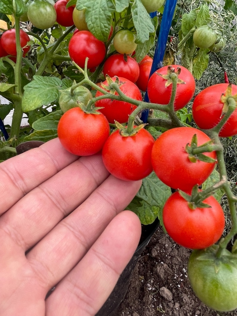 Выращивание томатов Вилма - фото 2