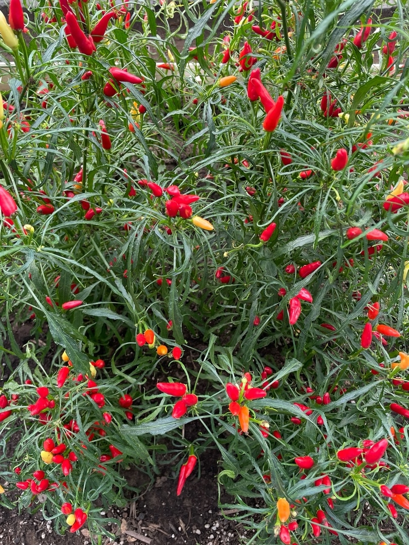 Семена острого перца Candlelight Mutant-2