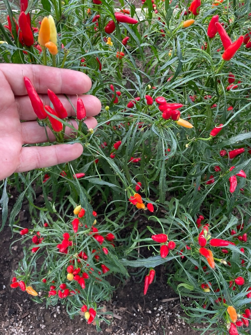 Выращивание острого перца Candlelight Mutant-2 - фото 2