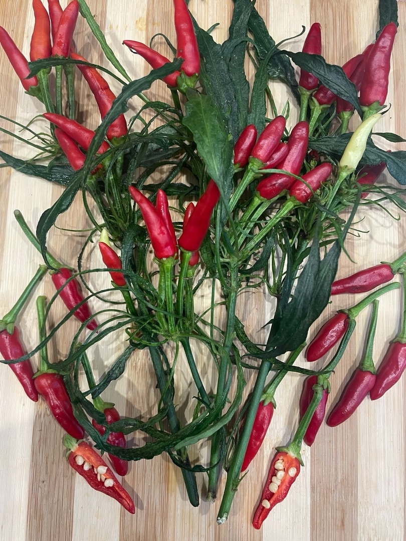 Сорт острого перца Candlelight Mutant-2 - фото 3