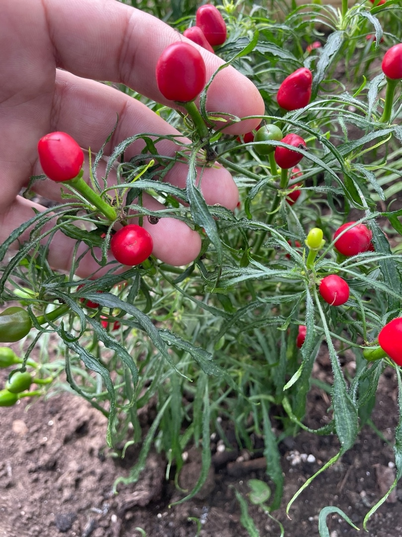 Семена острого перца Candlelight Mutant-3