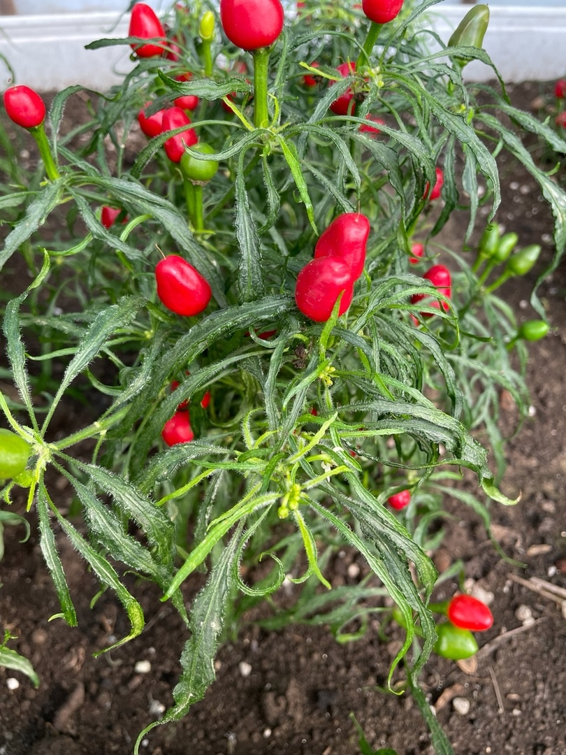 Выращивание острого перца Candlelight Mutant-3 - фото 2