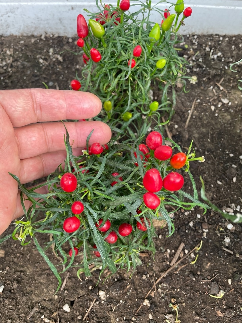 Сорт острого перца Candlelight Mutant-3 - фото 3