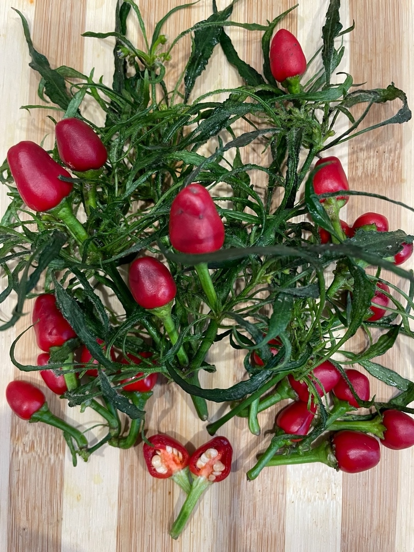 Плоды острого перца Candlelight Mutant-3 - фото 4