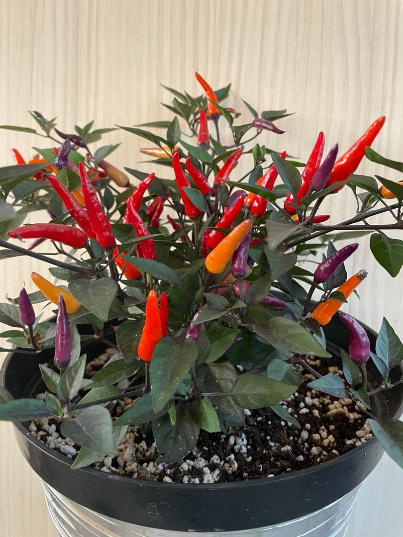 Семена острого перца Attraction