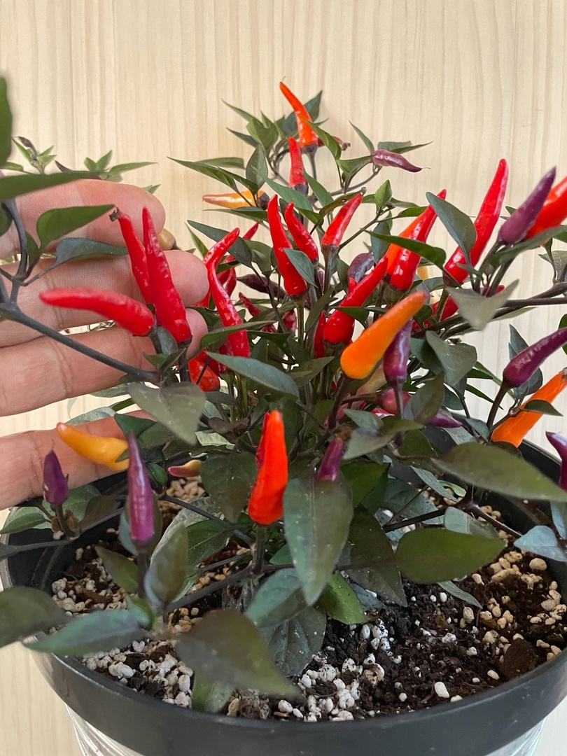 Выращивание острого перца Attraction - фото 2