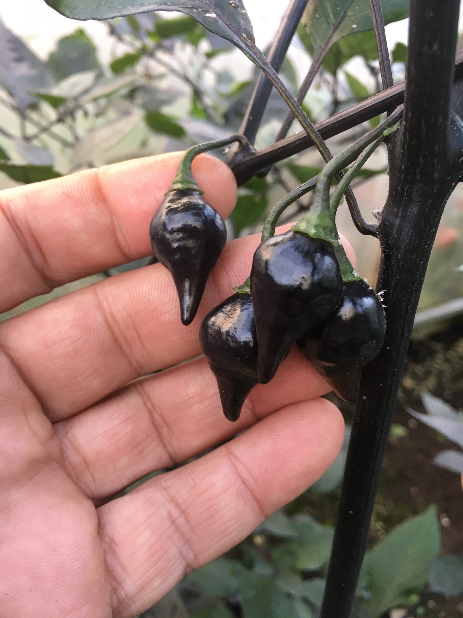 Семена острого перца Biquinho Black