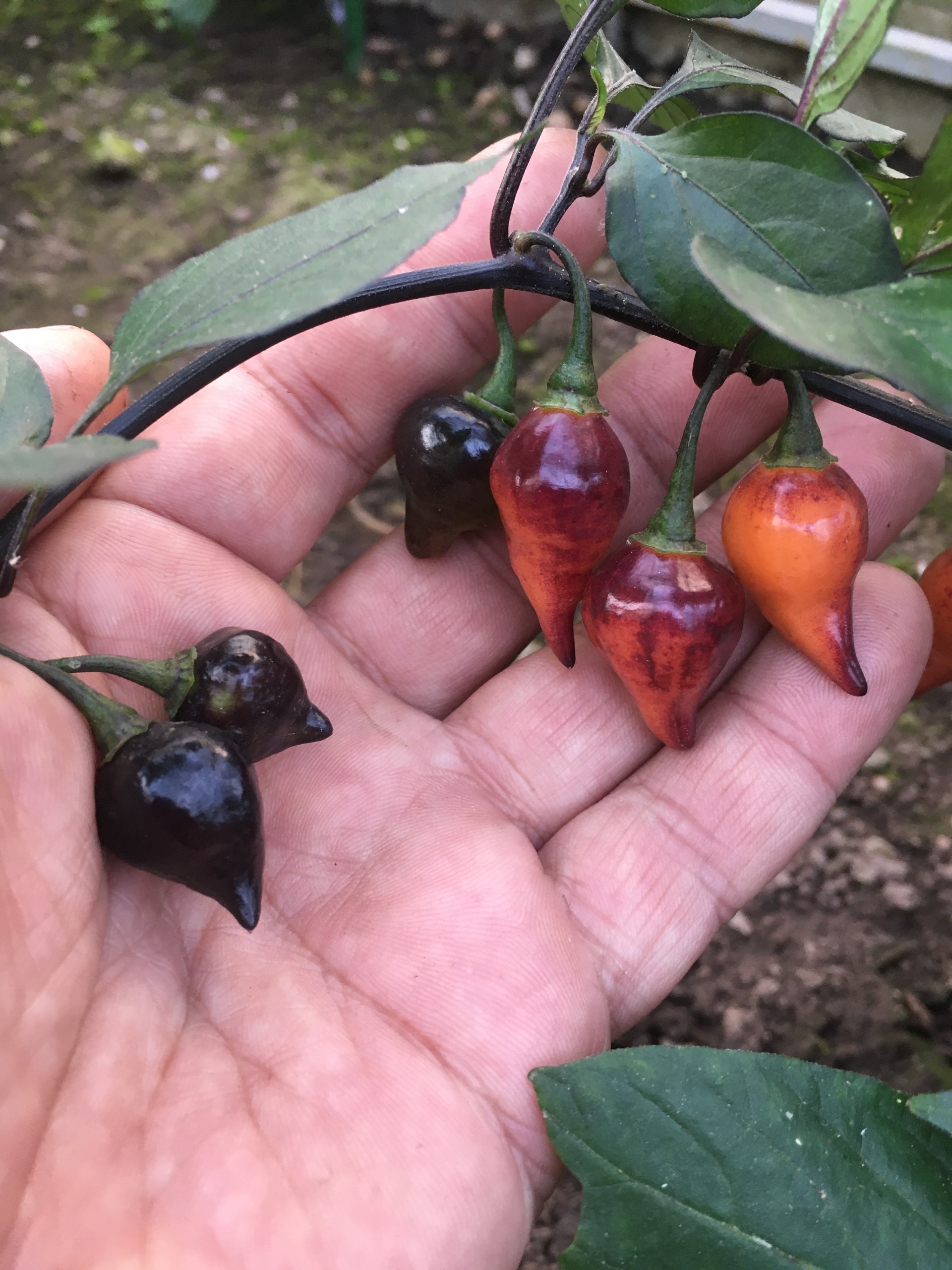 Выращивание острого перца Biquinho Black - фото 2