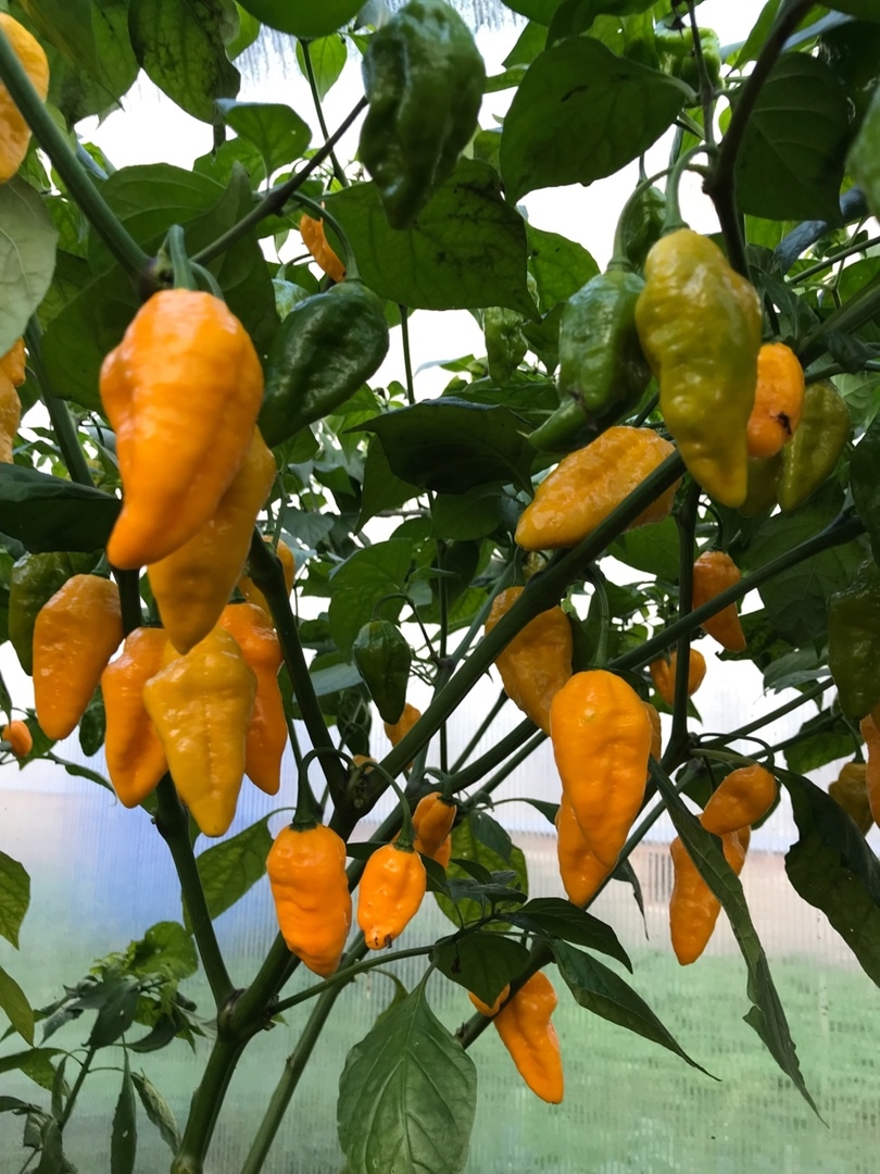 Семена острого перца Bhut Jolokia Yellow