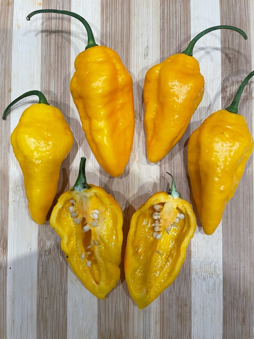 Выращивание острого перца Bhut Jolokia Yellow - фото 2