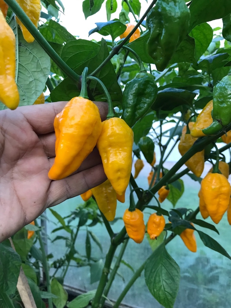 Сорт острого перца Bhut Jolokia Yellow - фото 3