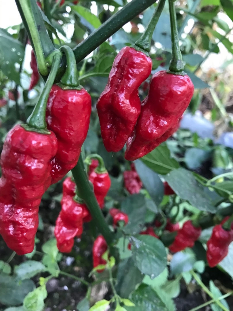 Семена острого перца Bhut Jolokia Red